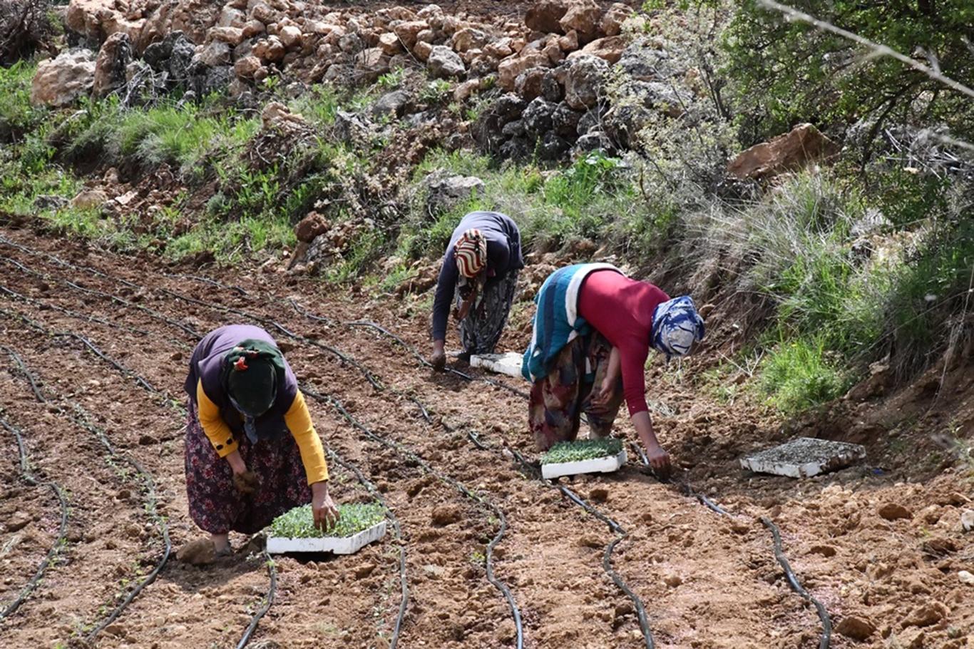Mardin’de ada çayı ekimine başlandı Mardin’de ada çayı ekimine başlandı